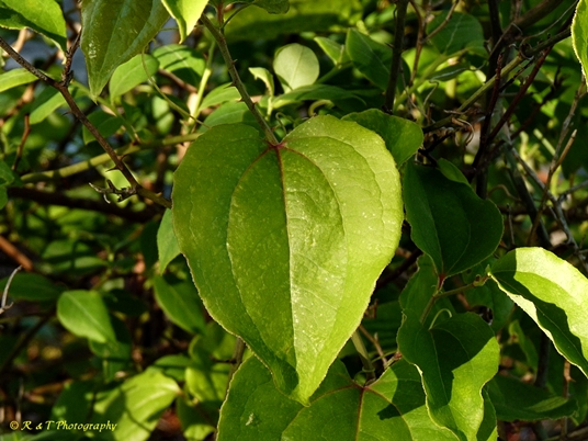 {Smilax rotundifolia}